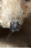 Hedgehog - Erinaceus europaeus 0023